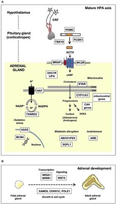 Current Insights Into Adrenal Insufficiency in the Newborn and Young Infant